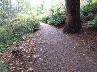 Natural surface trail leading away from the Redwood platform